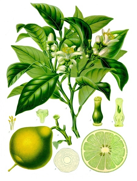 bergamot.jpg