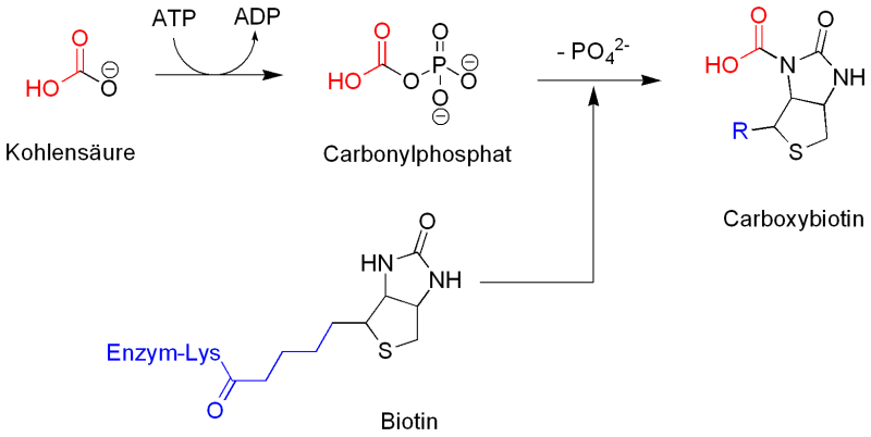 carboxybiotin.png