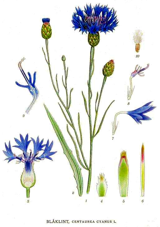 centaurea.jpg