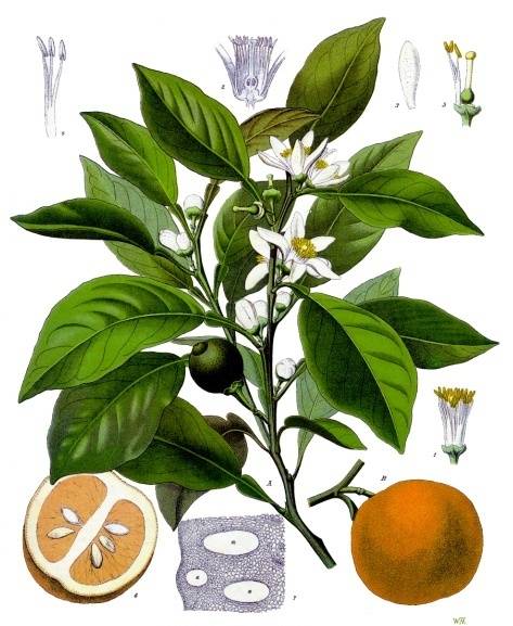 citrus_aurantium.jpg