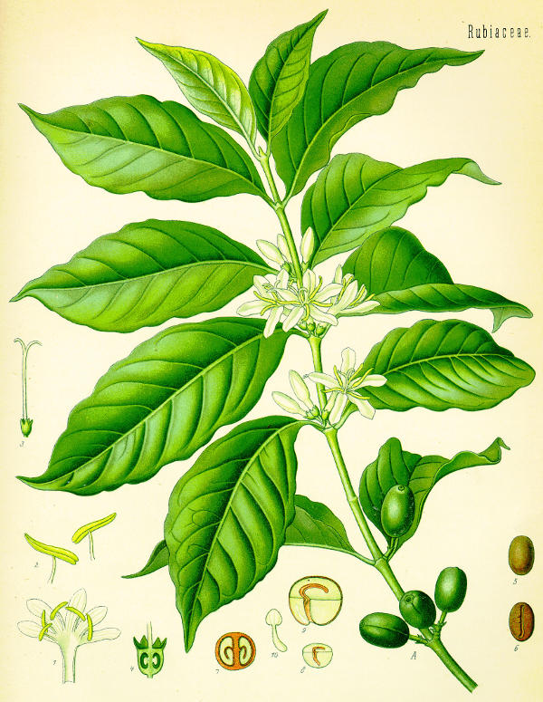 Coffea Rubiaceae aus Köhlers Medizinal Pflanzen