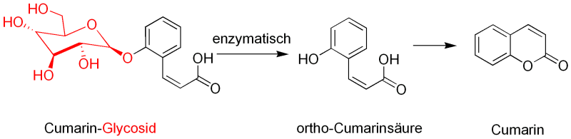 cumarinenzym.png