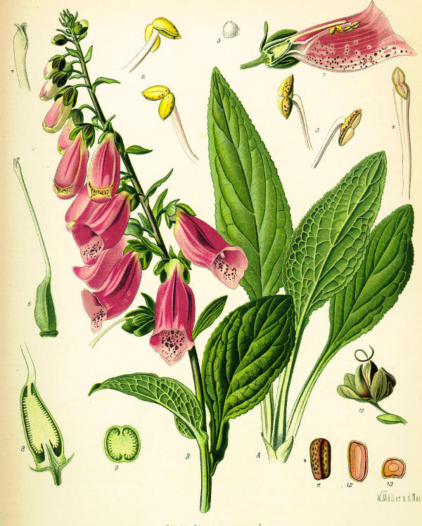 Digitalis Purpurea aus Köhlers Medizinal Pflanzen