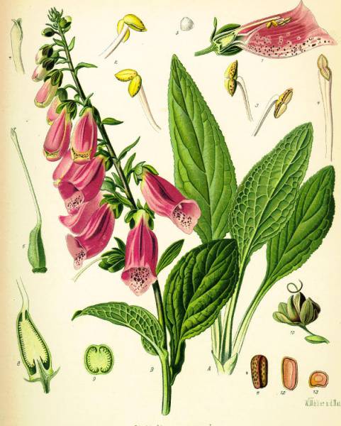 Digitalis Purpurea aus Köhlers Medizinal Pflanzen