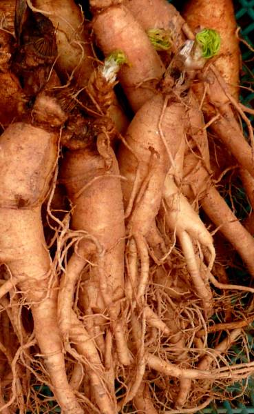 ginseng.jpg