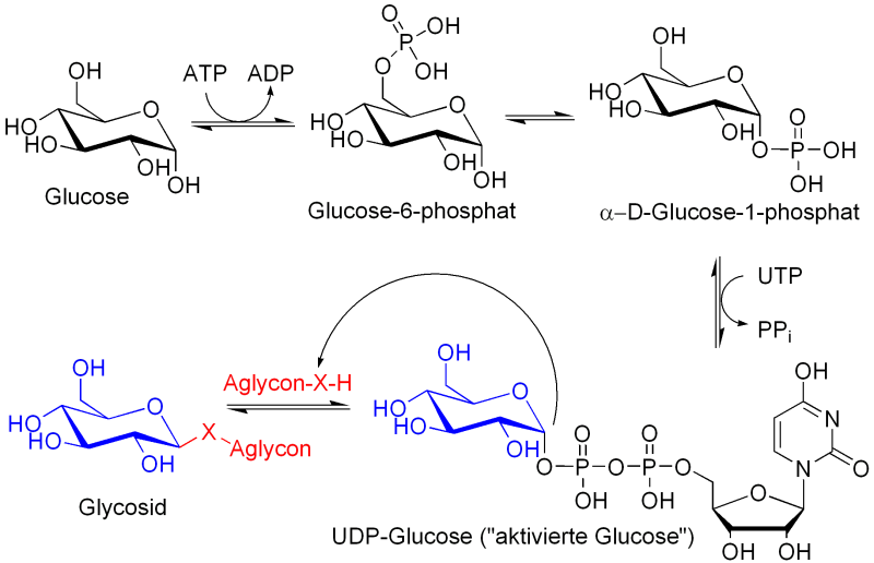 glycosidsynthese.png
