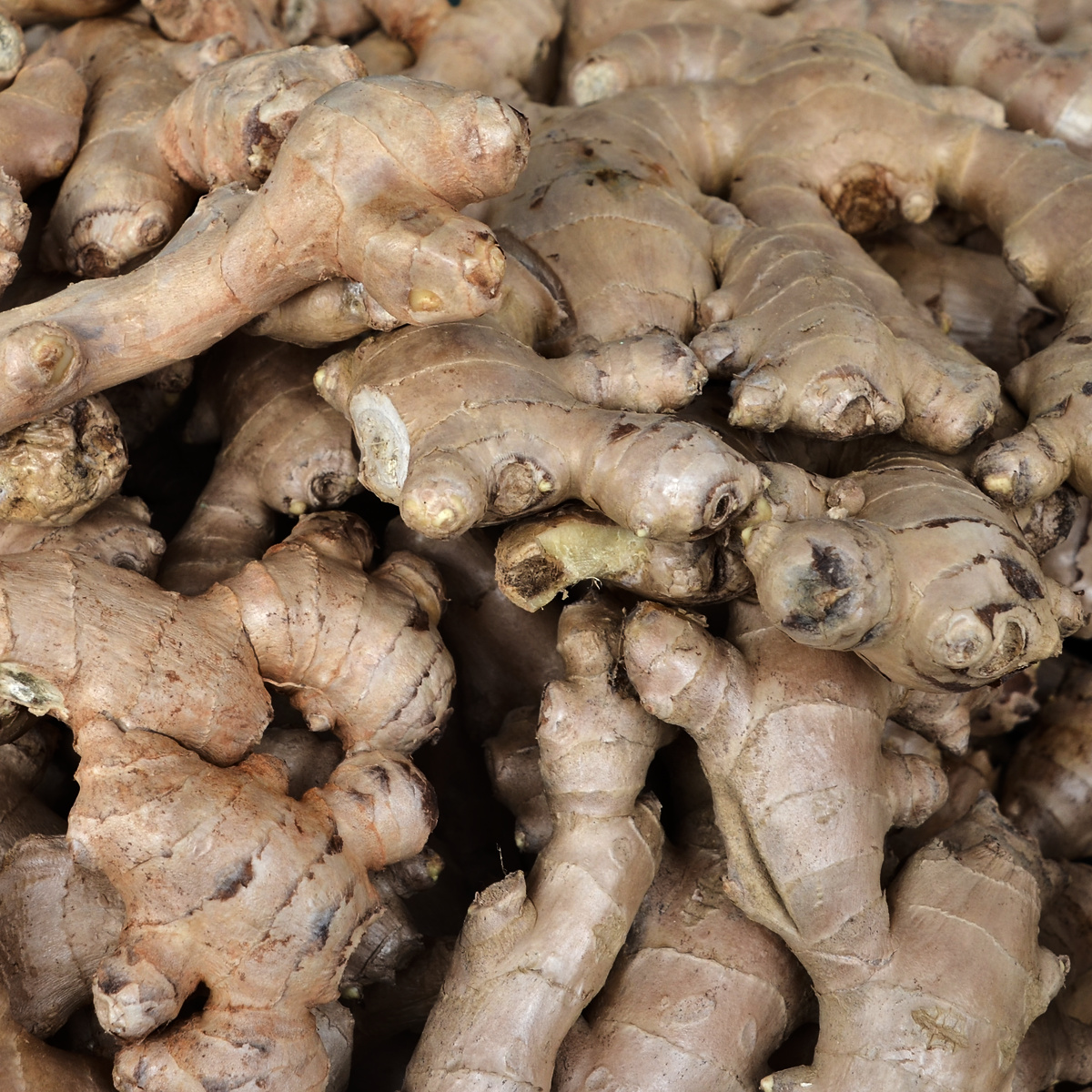 ingwerwurzel.jpg