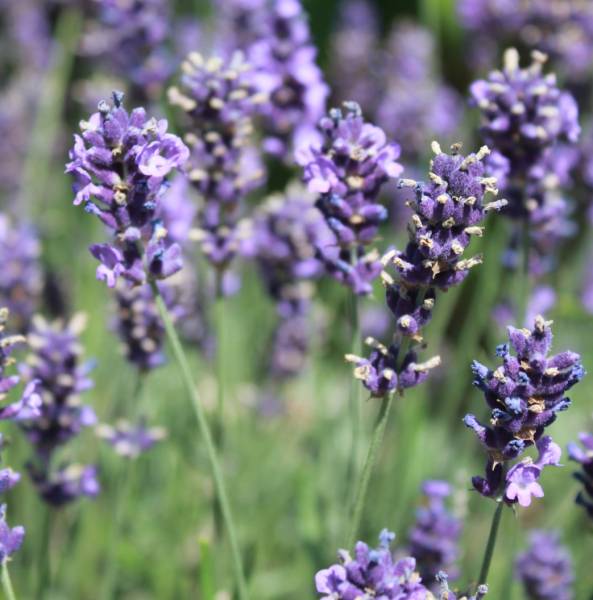 Lavandula Angustifolia `Hidcote Blue`
