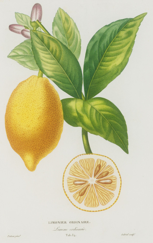 limonierordinaire.jpg