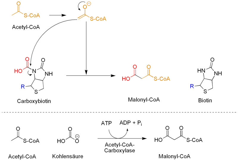 malonylcoabild.png