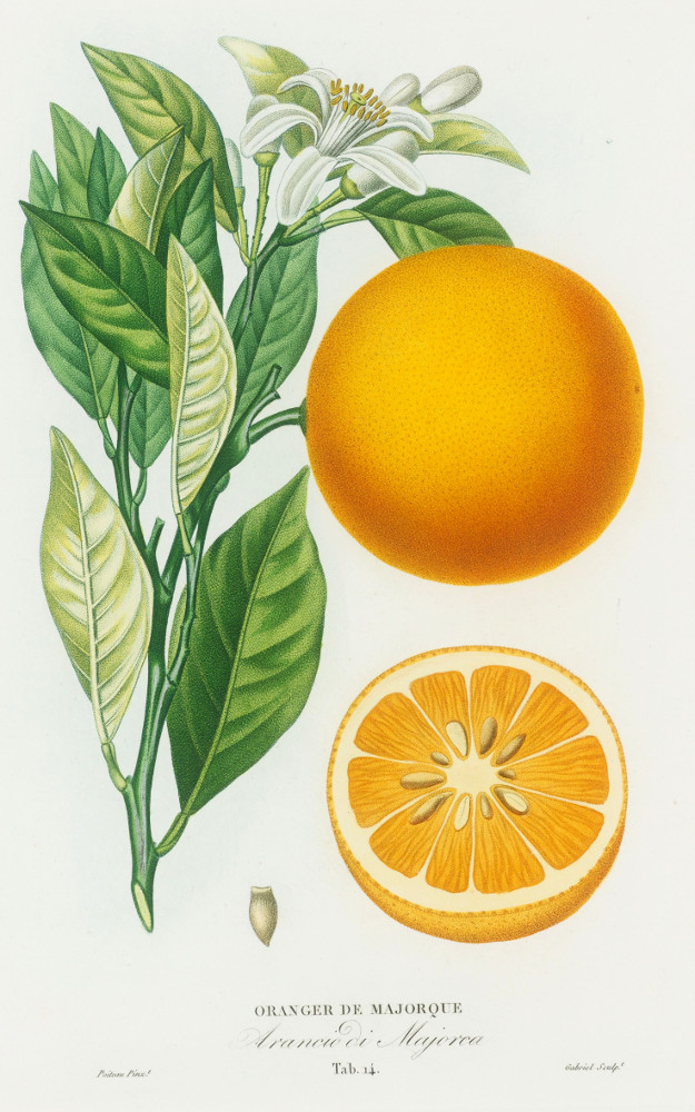 oranger_majorque.jpg