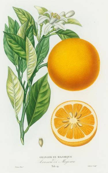 oranger_majorque.jpg