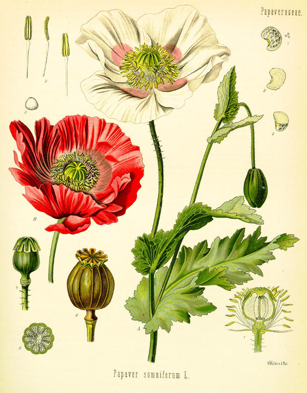 Papaver somniferum aus Köhlers Medizinal Pflanzen