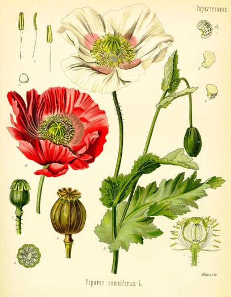 Papaver somniferum aus Köhlers Medizinal Pflanzen