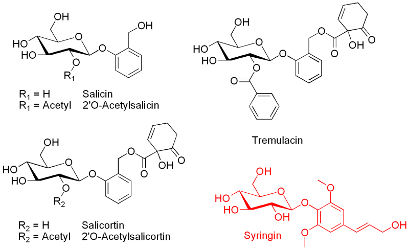 phenolglycoside.png