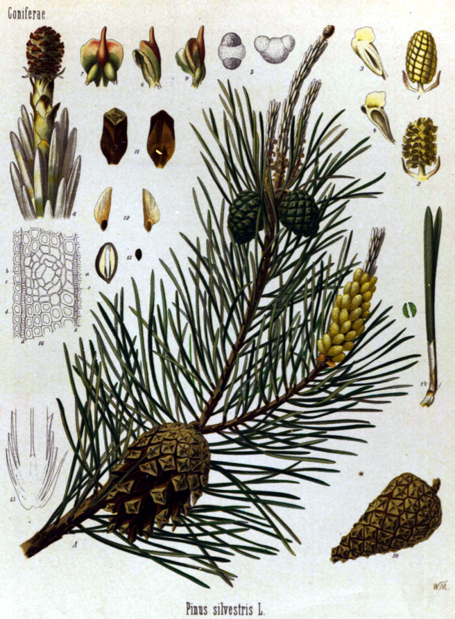 pinussilvestris.jpg