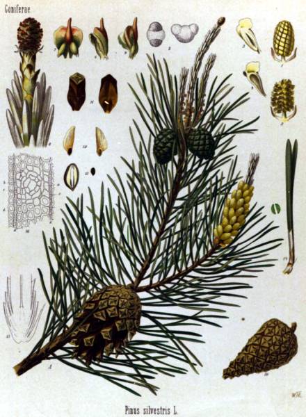 pinussilvestris.jpg