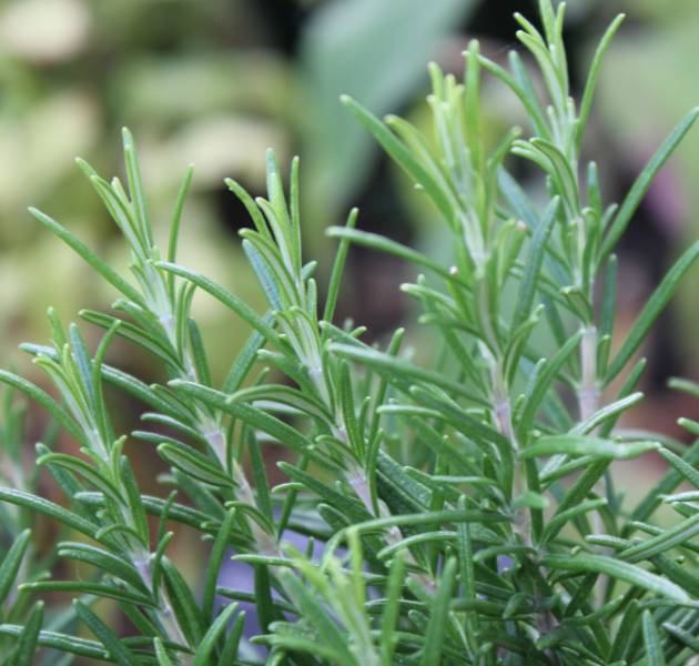 Rosmarinus officinalis L.