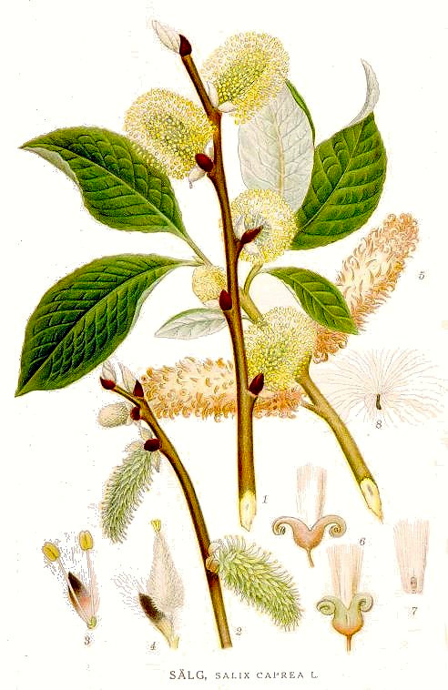 salixcaprea.jpg