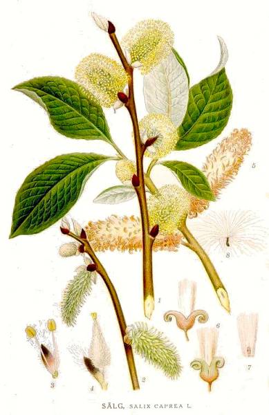 salixcaprea.jpg