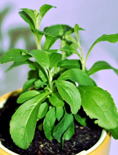 stevia.png