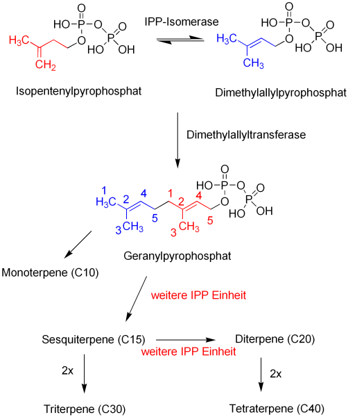 terpenbiosynthese.png