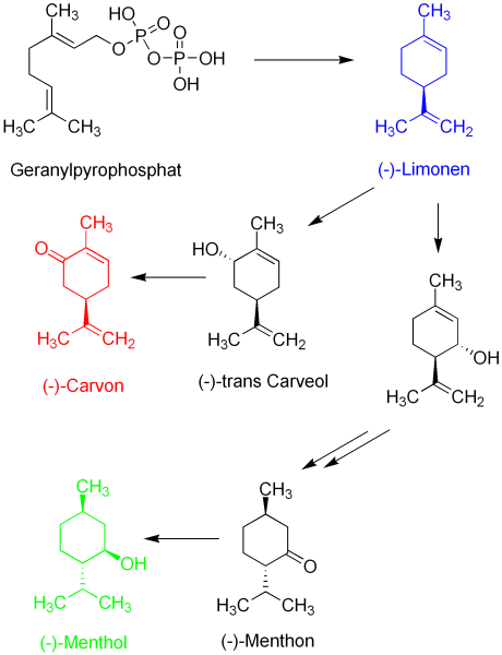 terpenbiosynthese2.png